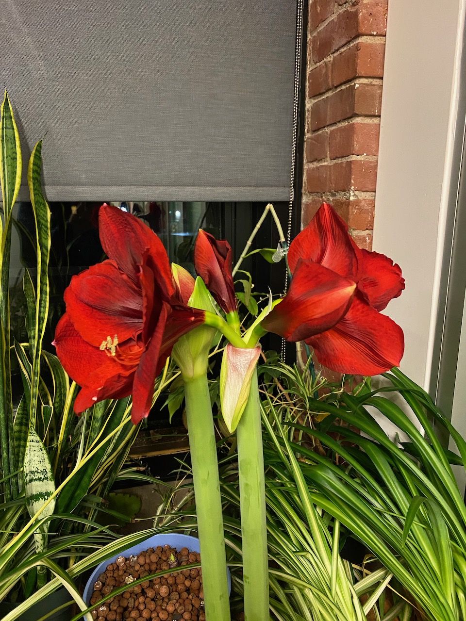 flowers - amaryllis december 06 2022 02.jpeg