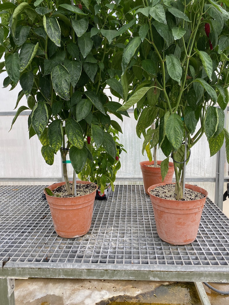 avery-island-la-breeding-facility-04